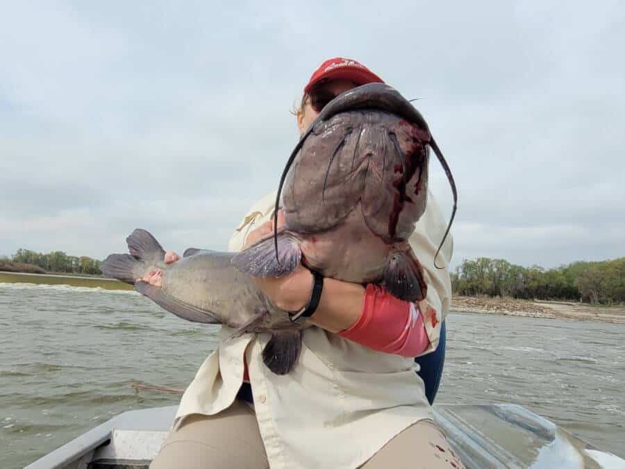 Monster Red River Channel Catfish